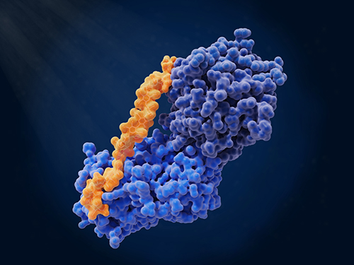 DNA/RNA Modification Immunoassay Services